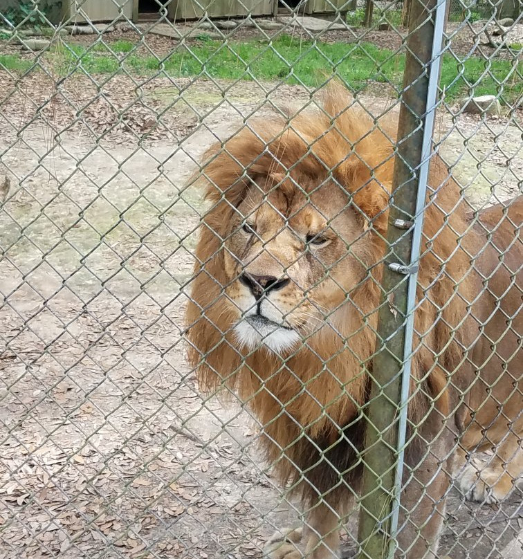 Zoo Of Acadiana景点图片