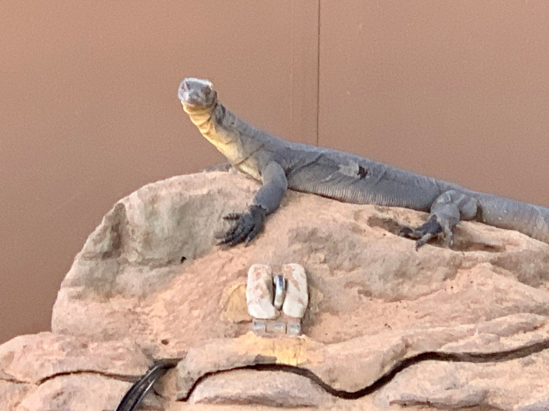 Alice Springs Reptile Centre-爱丽斯泉必去景点