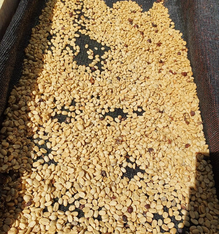 Boquete Valley Ruiz Coffee Shop-波魁特必去景点