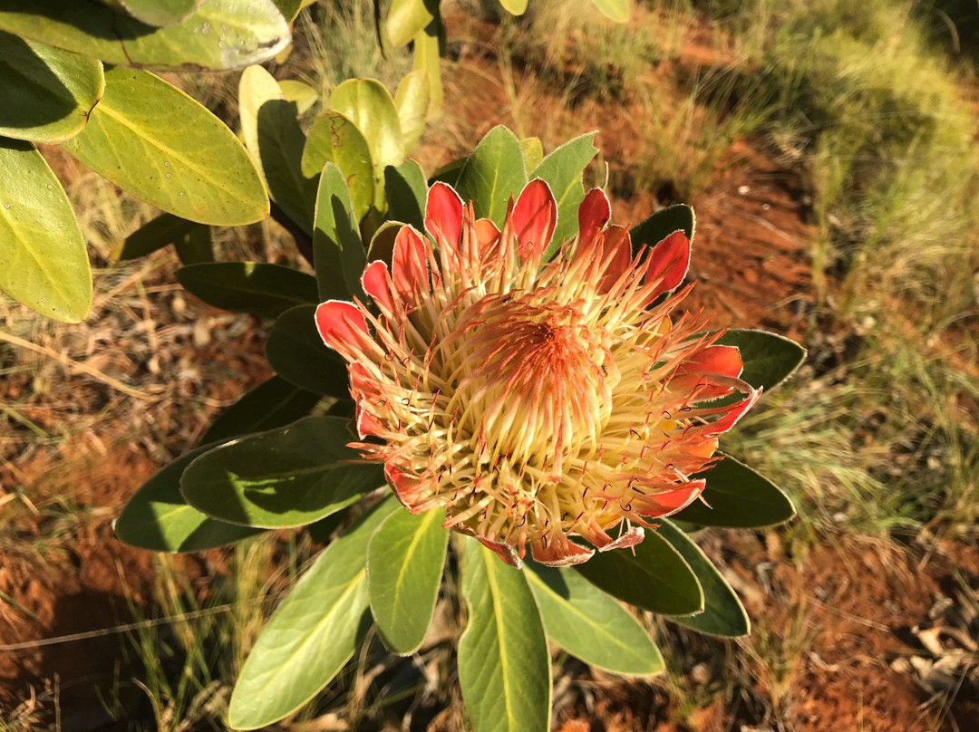 Red Desert-Port Edward必去景点