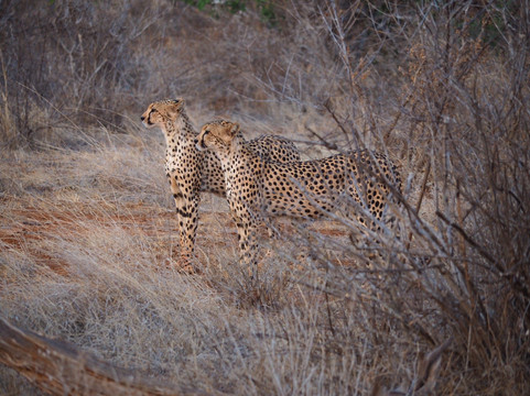 Big Five Venture Safaris-马林地必去景点