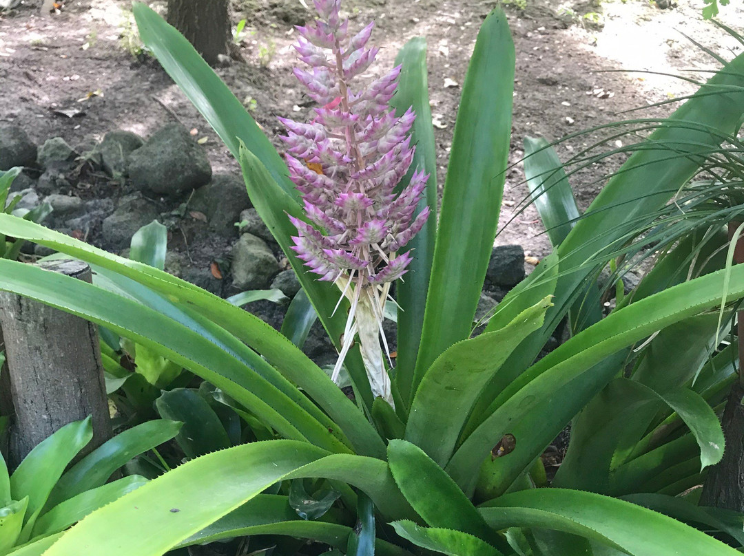 Montserrat National Trust-蒙特塞拉特必去景点
