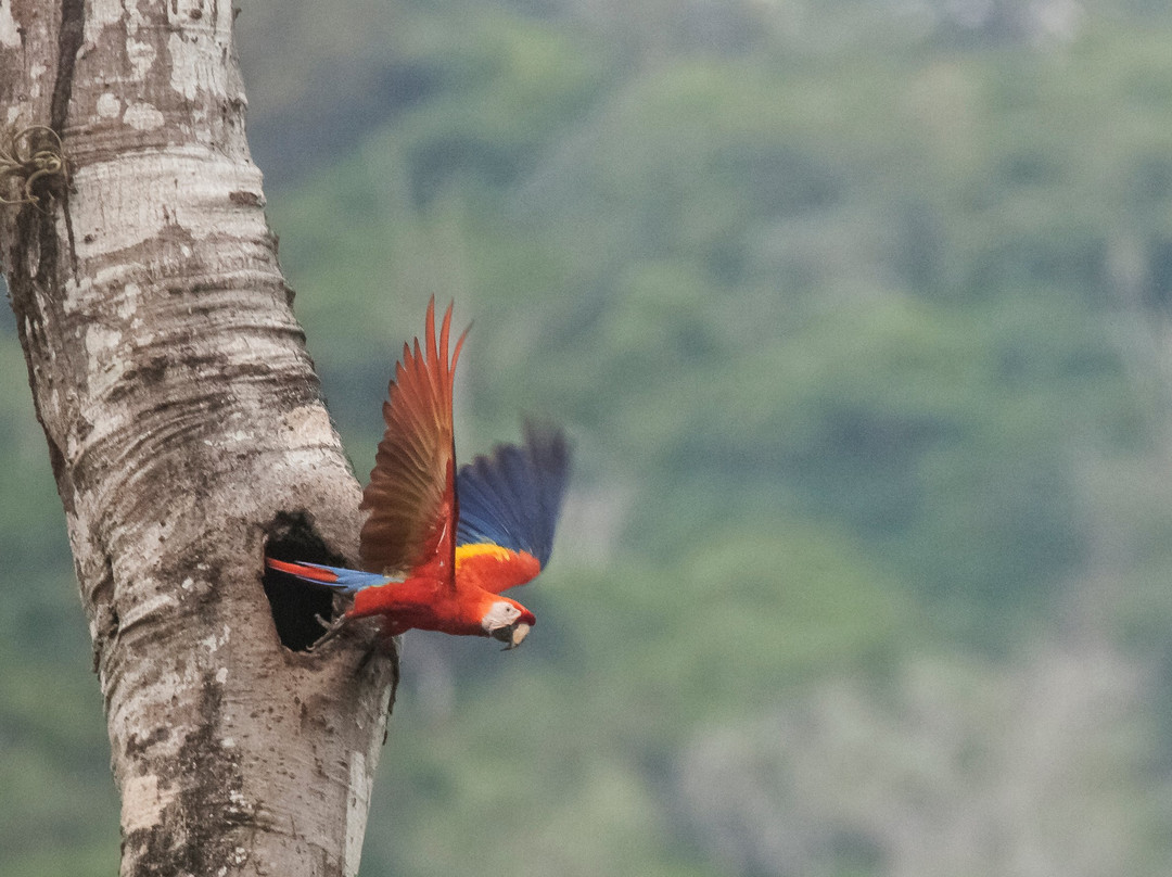 Bird Photo Hunt C.P景点图片