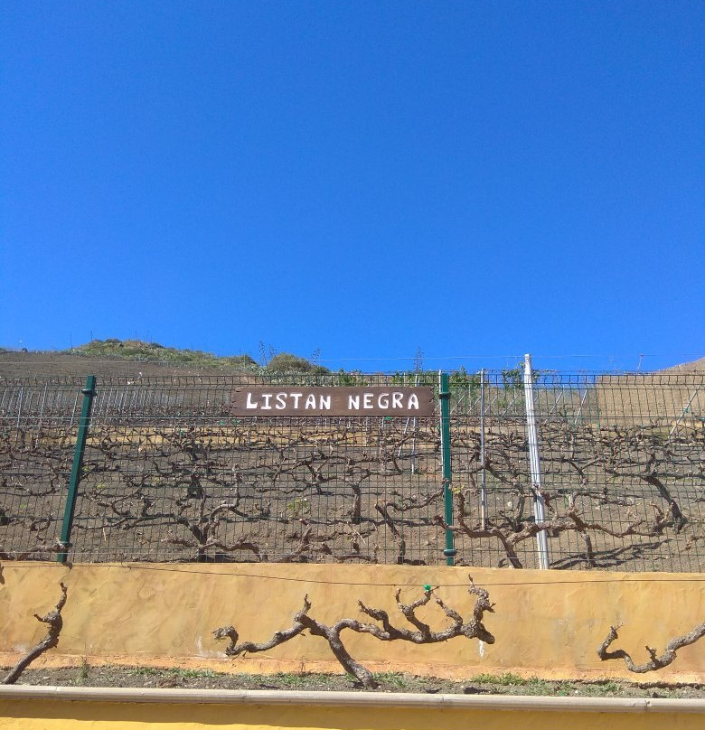 Bodegas Mondalon景点图片