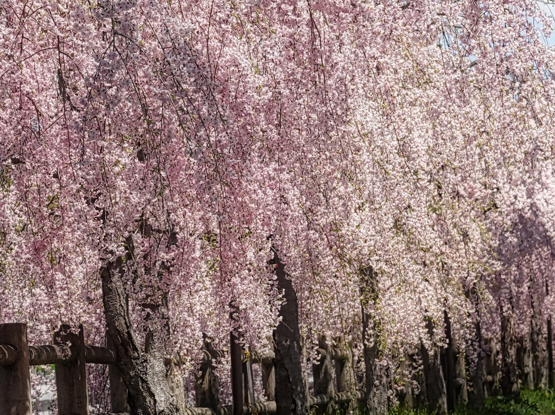 Nitchusen Memorial Bike and Pedestrian Path-喜多方市必去景点