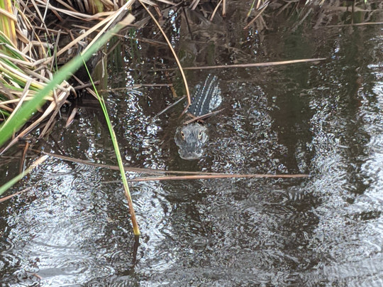 Loxahatchee Everglades Airboat Tours-Parkland必去景点