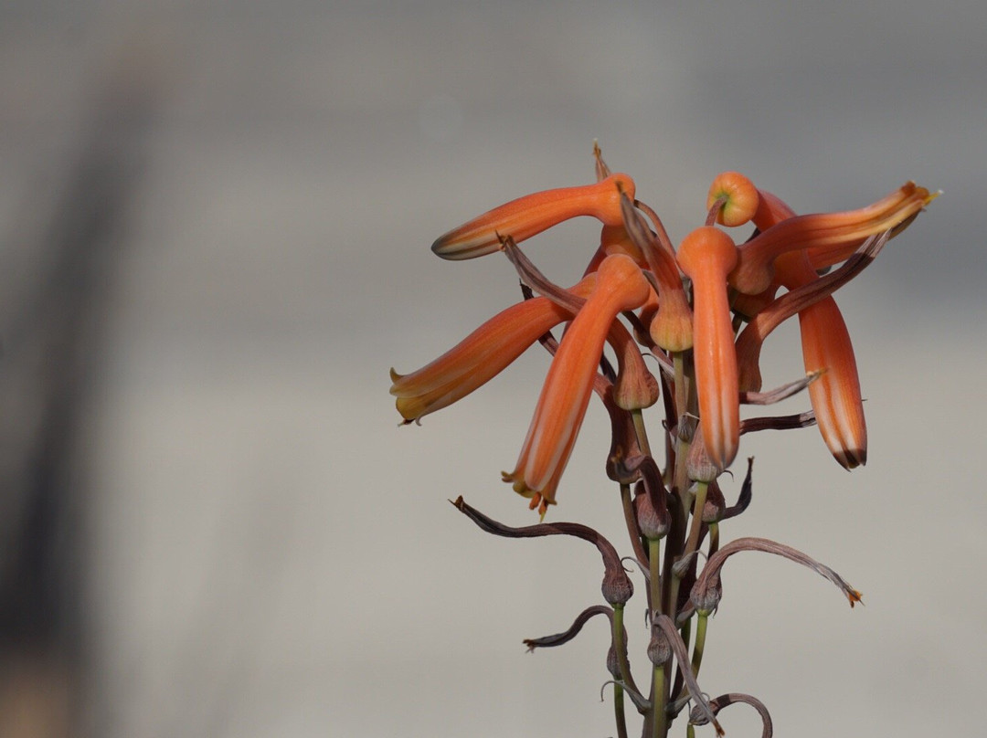 Oak Park Conservatory-奥克帕克必去景点