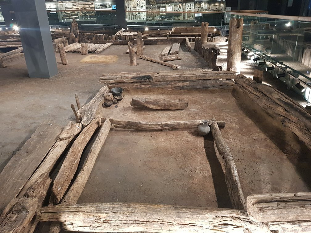 Tree Archaeology Museum景点图片