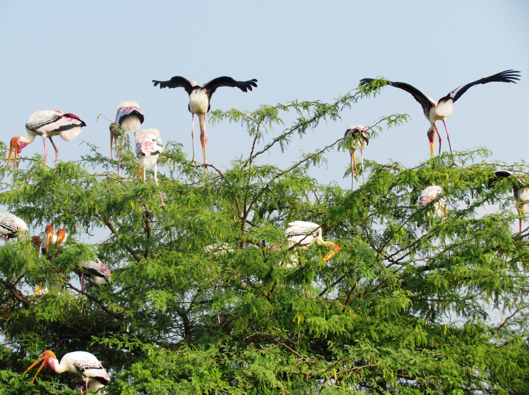 Koonthankulam Bird Sanctuary景点图片