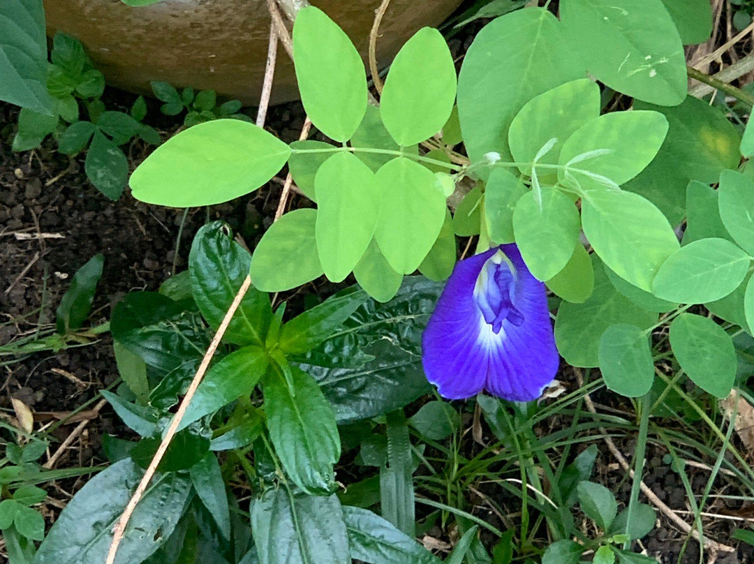 New Malaysian Kitchen-吉隆坡必去景点