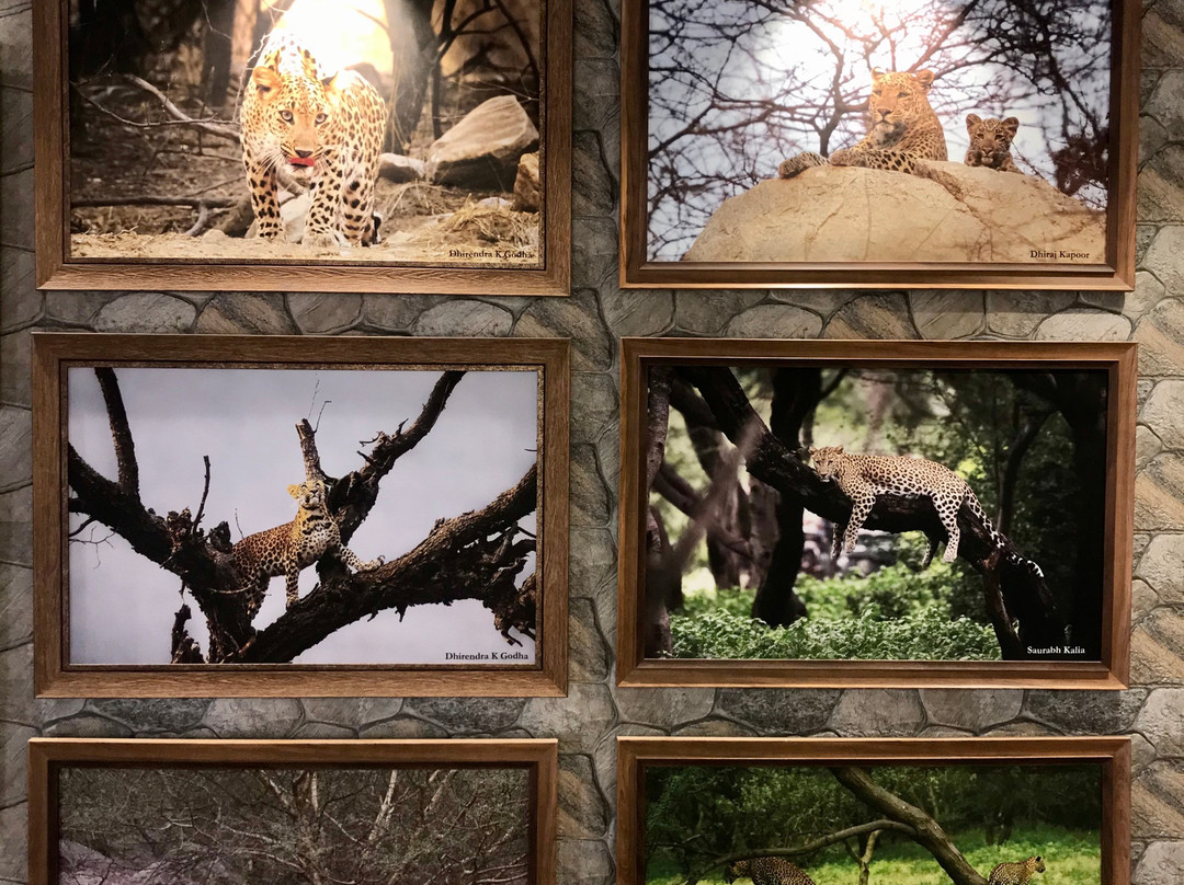 Jhalana Leopard Safari-斋蒲尔必去景点