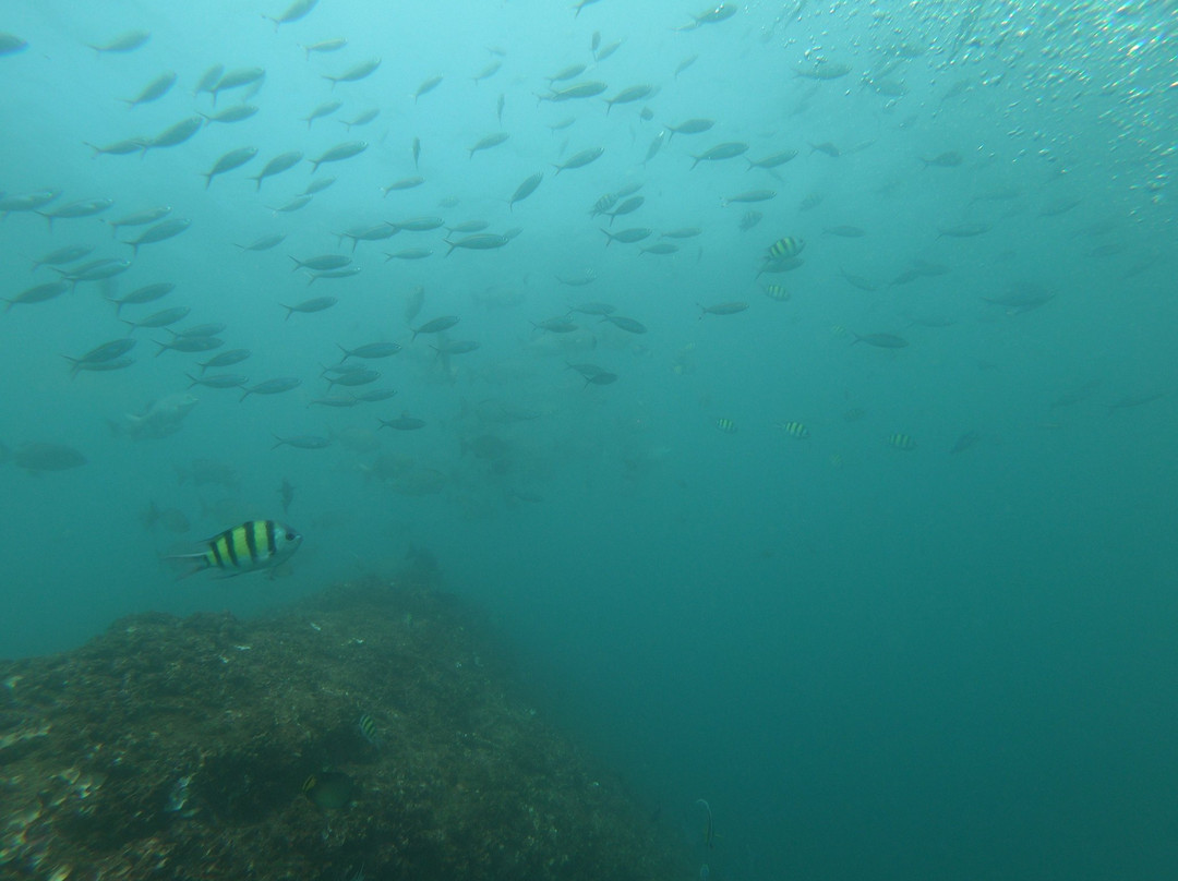 Weligama Bay Dive Center-瓦勒迦玛必去景点