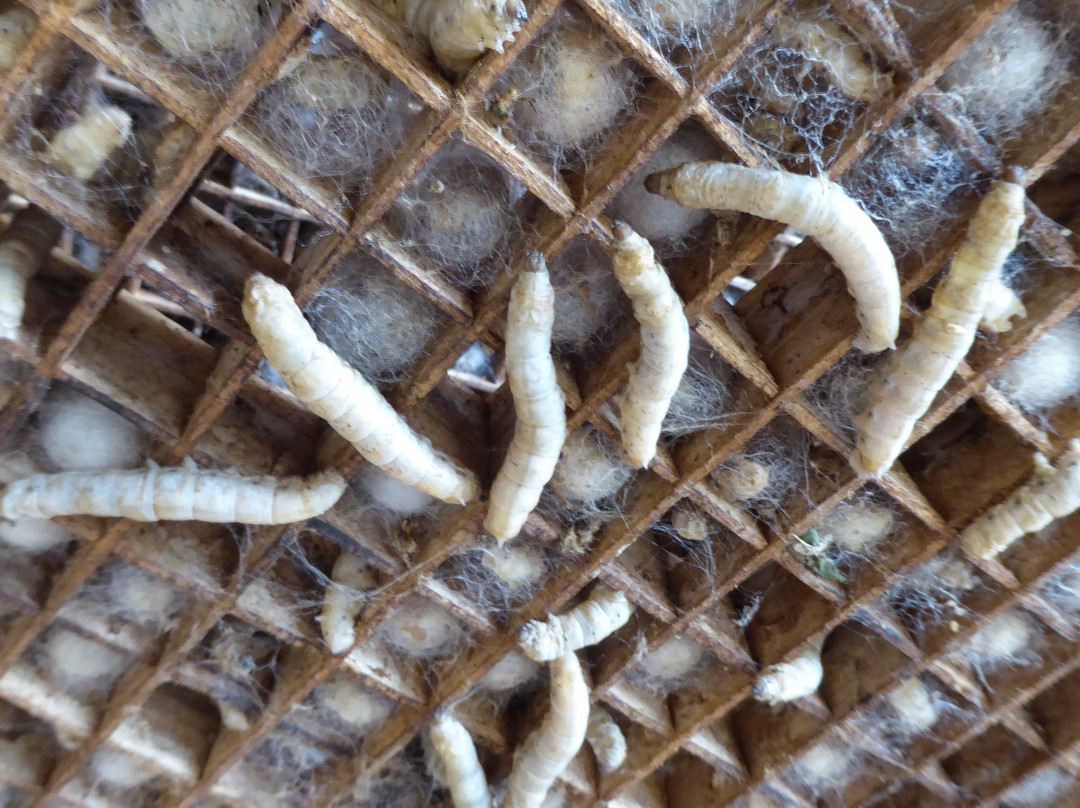 Thien An Cricket Farm-Lam Dong必去景点