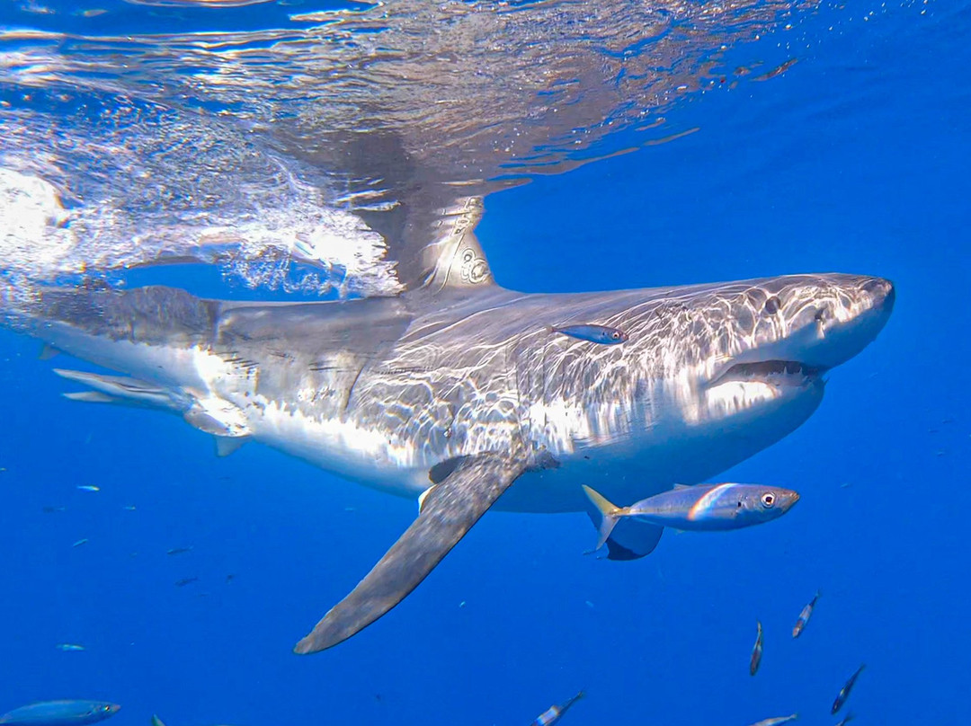 Guadalupe Island-下加利福尼亚州必去景点