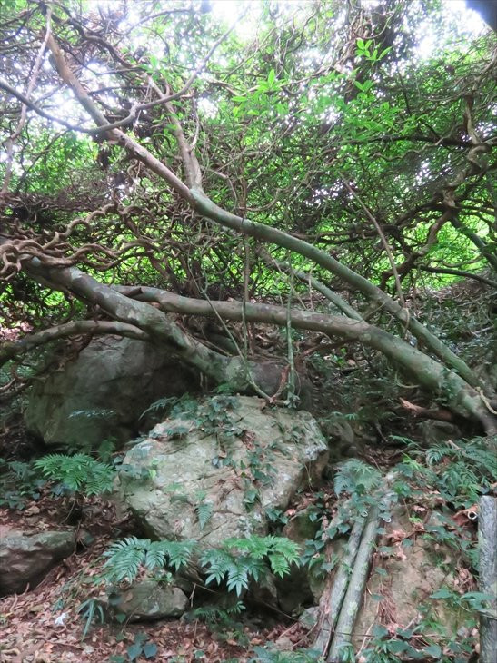 Modama Habitat-奄美市必去景点