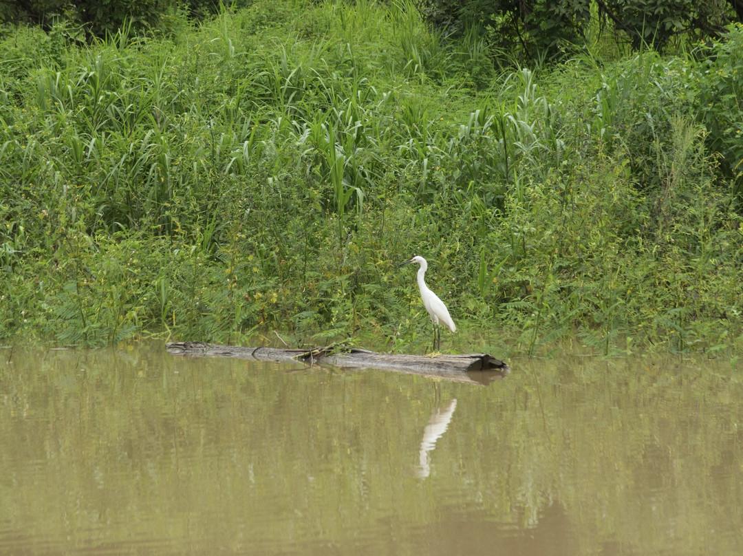 Oropendola Tours - Day Tours-玛瑙斯必去景点