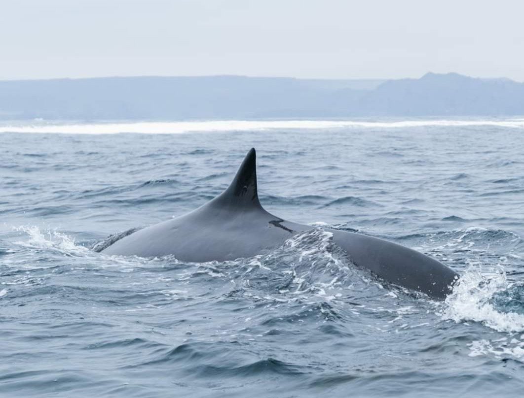Whale Watching Chile-拉塞雷纳必去景点
