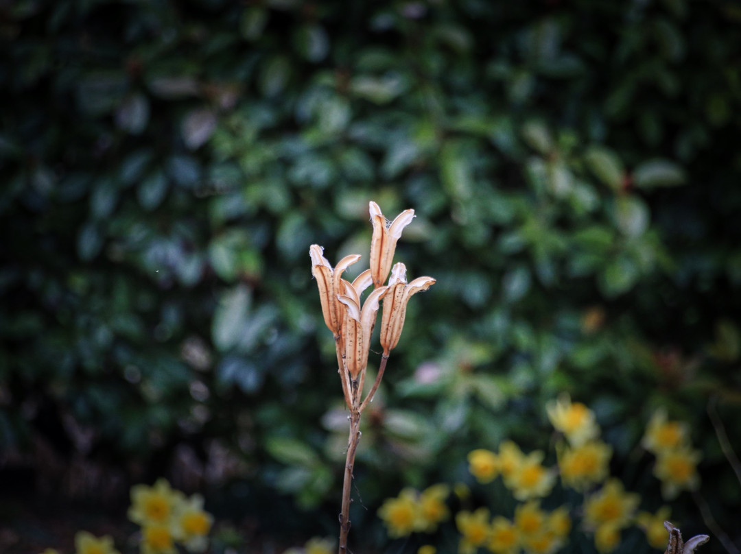 Hagihiyoshi Shrine-都几川町必去景点
