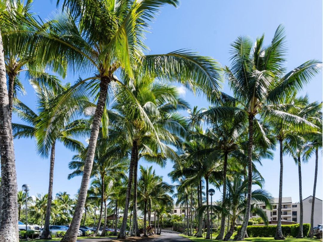 卡帕阿酒店住宿-Sheraton Kauai Coconut Beach Resort