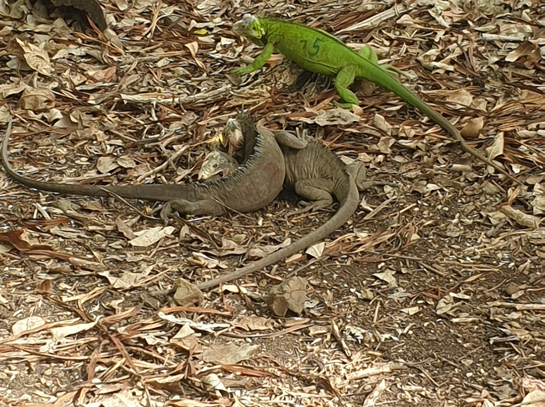 Ïlet Chancel-Le Robert必去景点