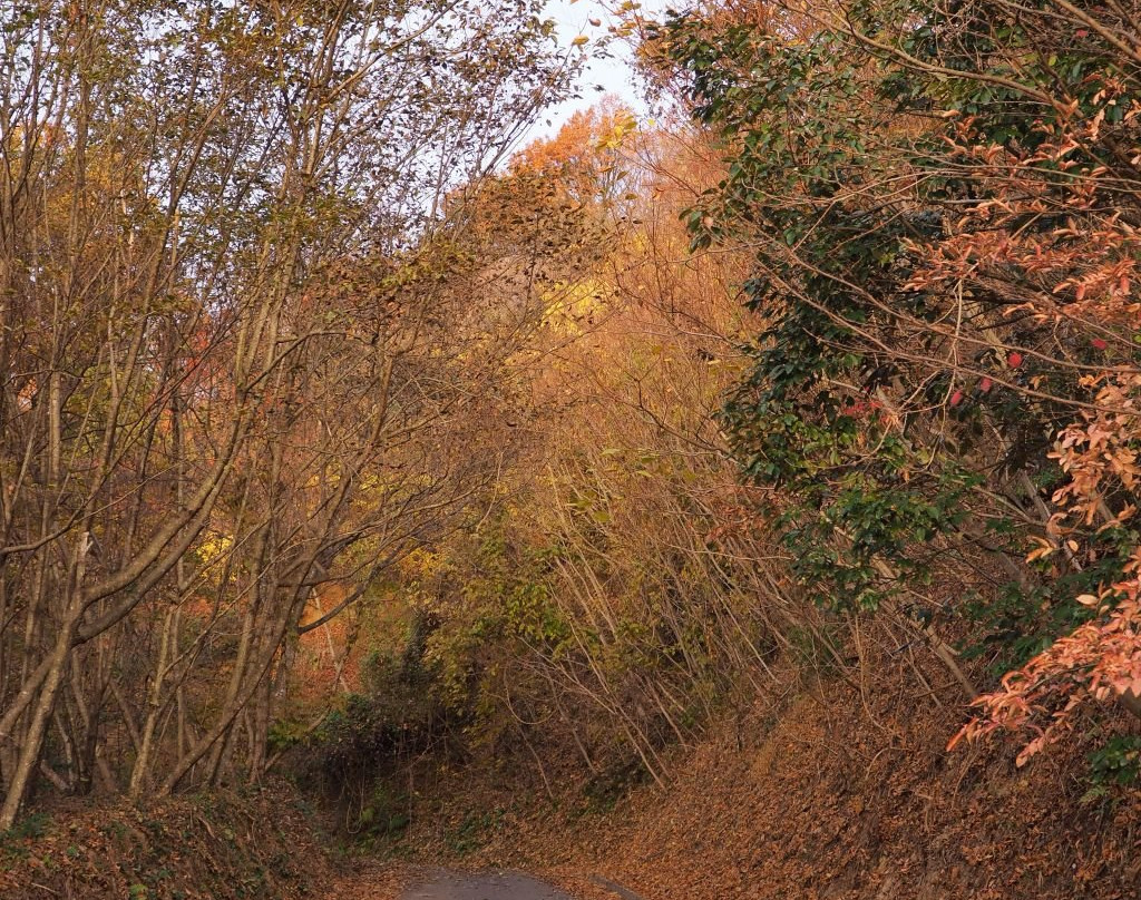 Ikoinomori Park景点图片