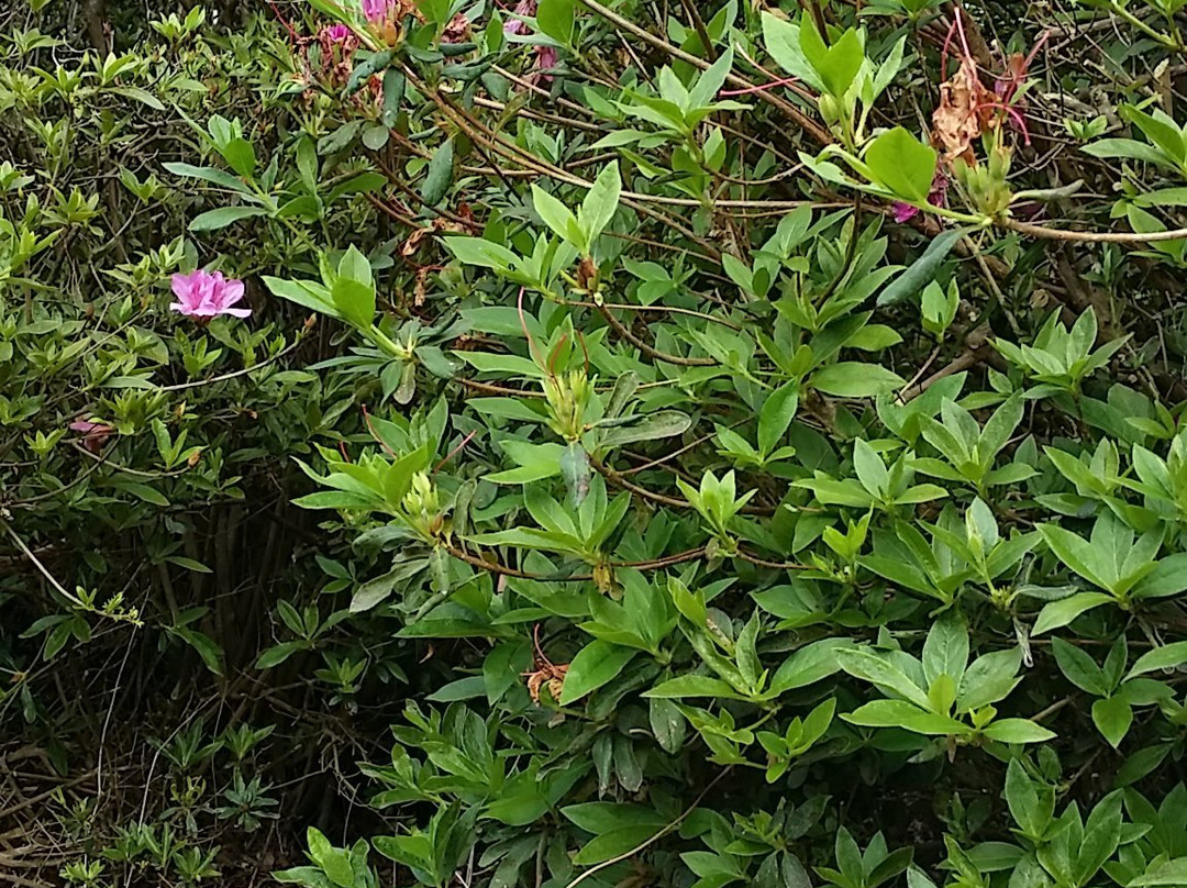 Tsutsuji Eco Park景点图片