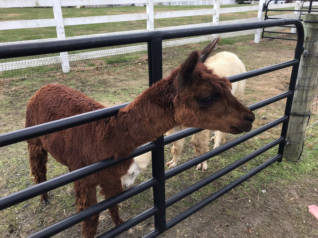 Hill Billy Hills Alpaca Farm-纽瓦克必去景点