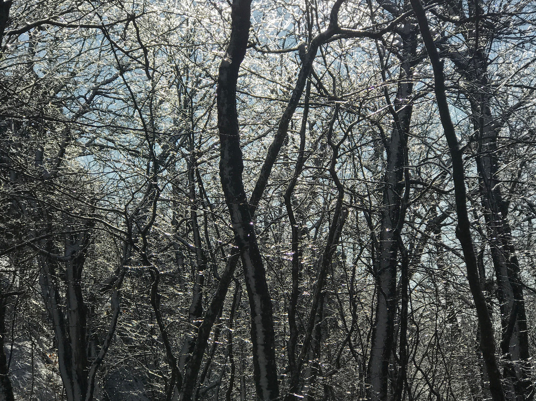 Bald Mountain Preserve景点图片