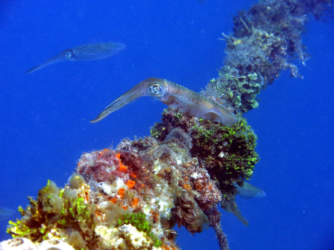 Alami Alor Dive & Snorkel Resort