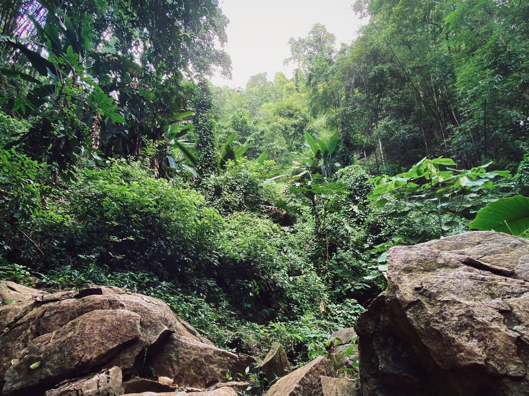 Panda Tour & Trekking-清迈必去景点