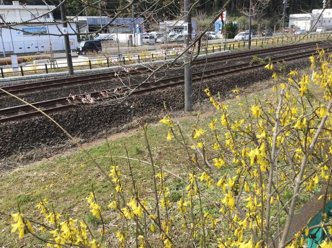 Shiroishigawa Embankment Funaoka Castle Park-柴田町必去景点