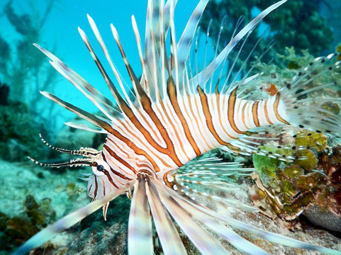 Go Dive Bayahibe-Bayahibe必去景点