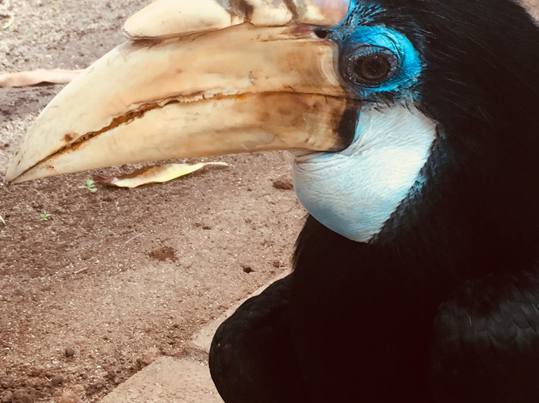 PNG Experience Tours-Madang必去景点