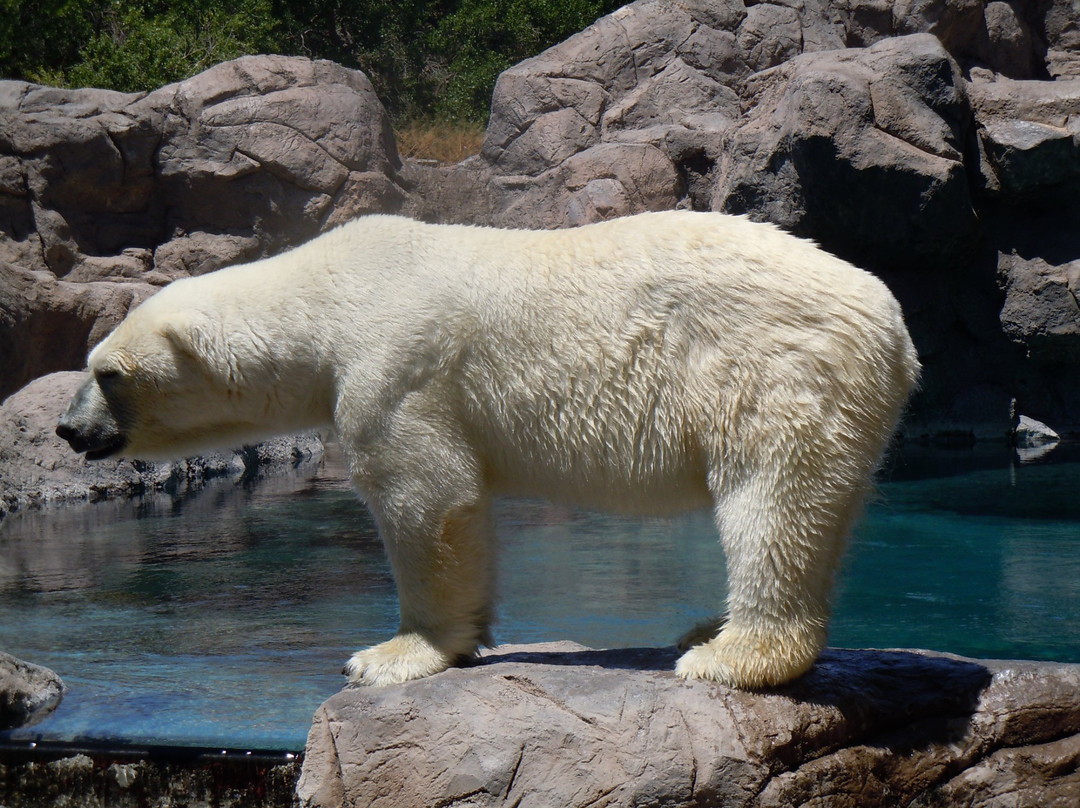 ABQ BioPark Zoo景点图片