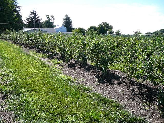 埃尔克顿旅游景点-Milburn Orchards