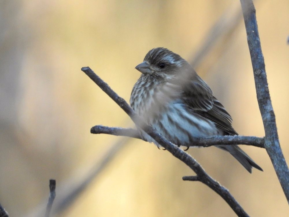 Charlestown旅游景点-Creasey Mahan Nature Preserve