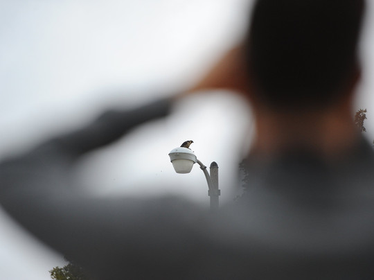 Red Hill Birding-芝加哥必去景点