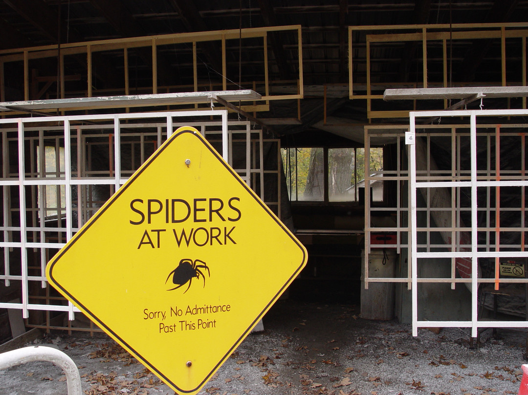 Knight's Spider Web Farm景点图片