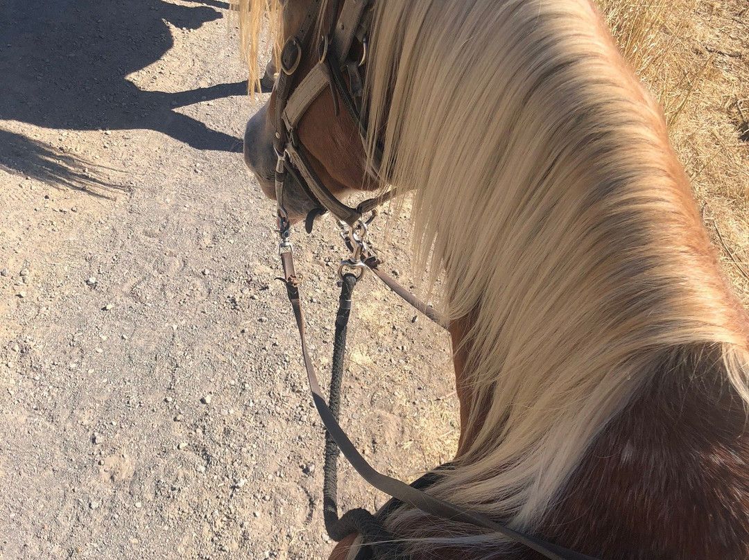 Triple Creek Horse Outfit景点图片