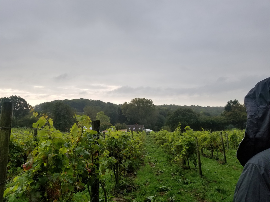 Sedlescombe Organic Vineyard-Sedlescombe必去景点