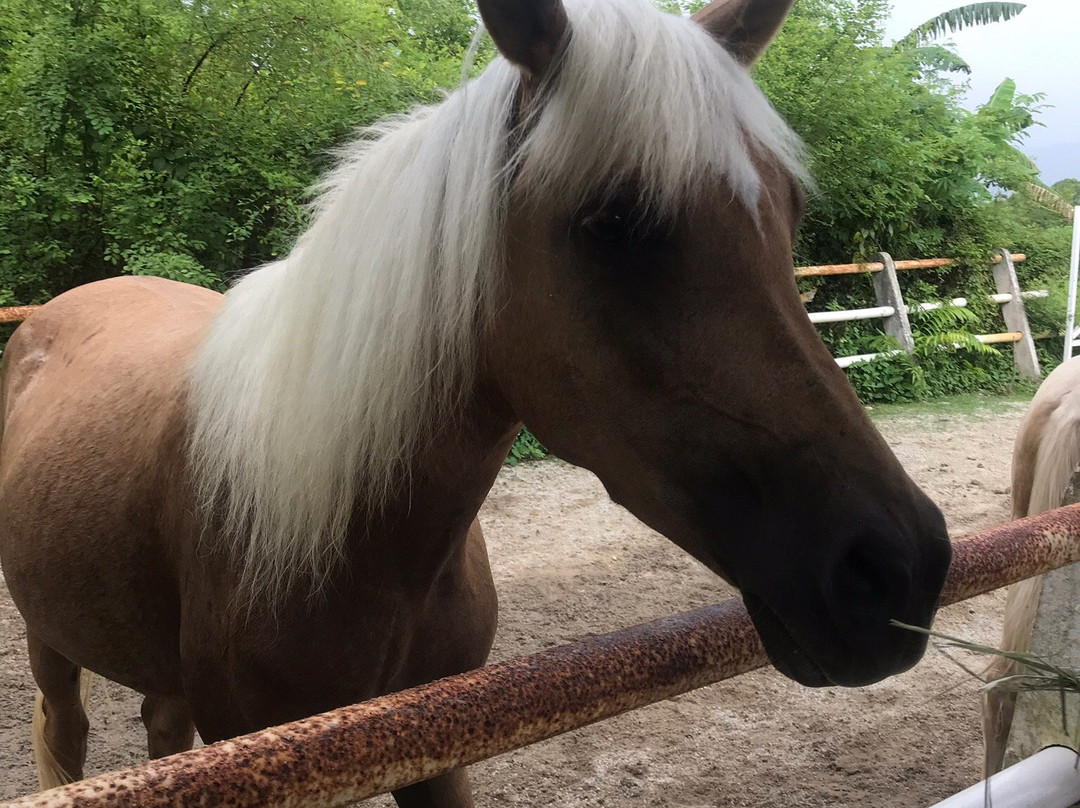 Countryside Stables Penang-槟城岛必去景点