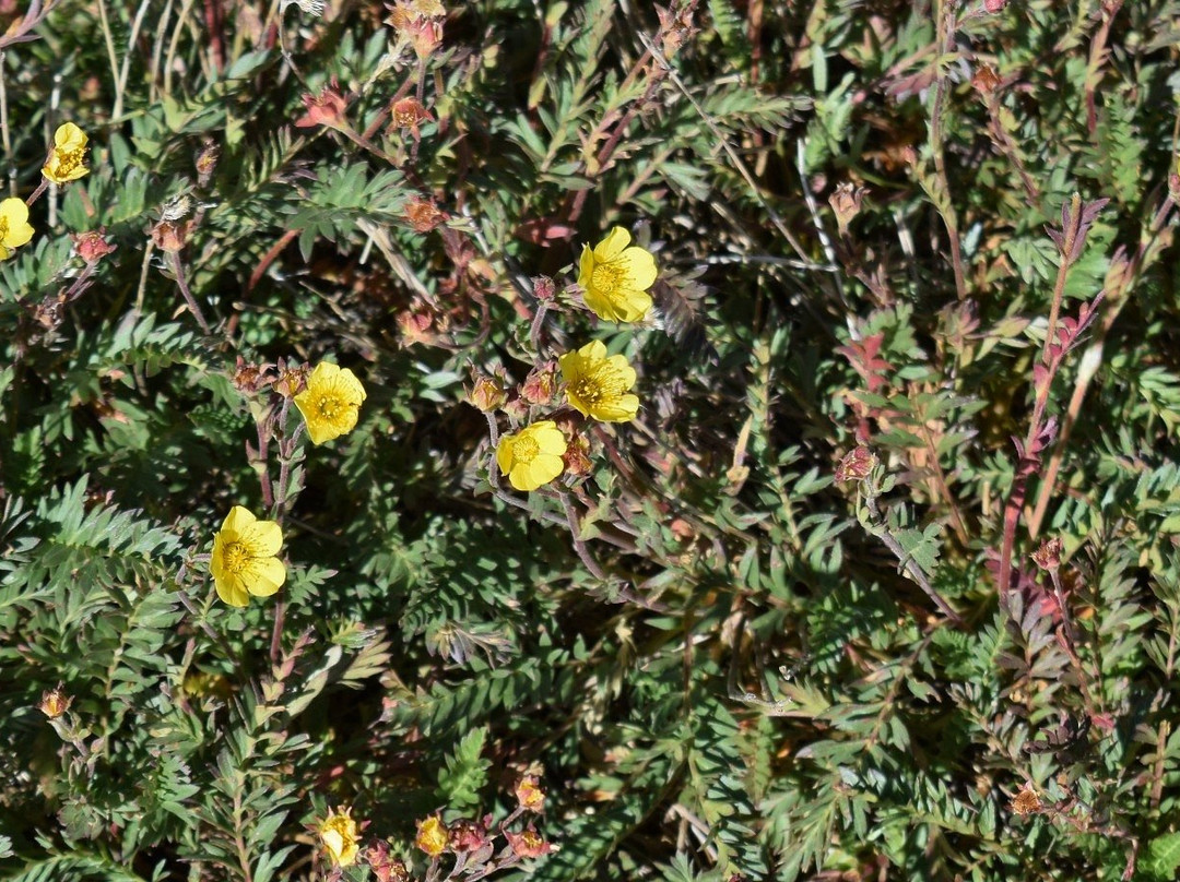 Tundra Communities Trail-落基山国家公园必去景点