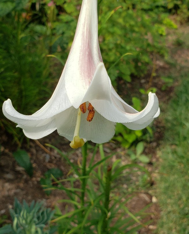 Paul J Ciener Botanical Garden景点图片