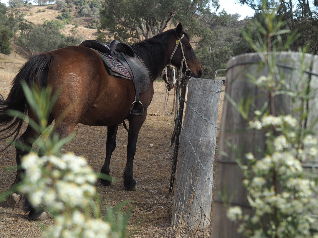 Leconfield-Mulla Creek必去景点