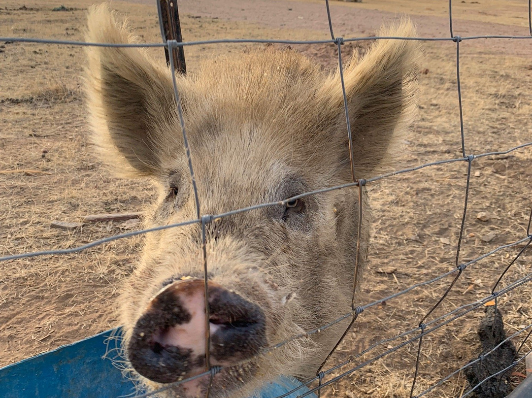 Ups N Downs Farm Stay主图