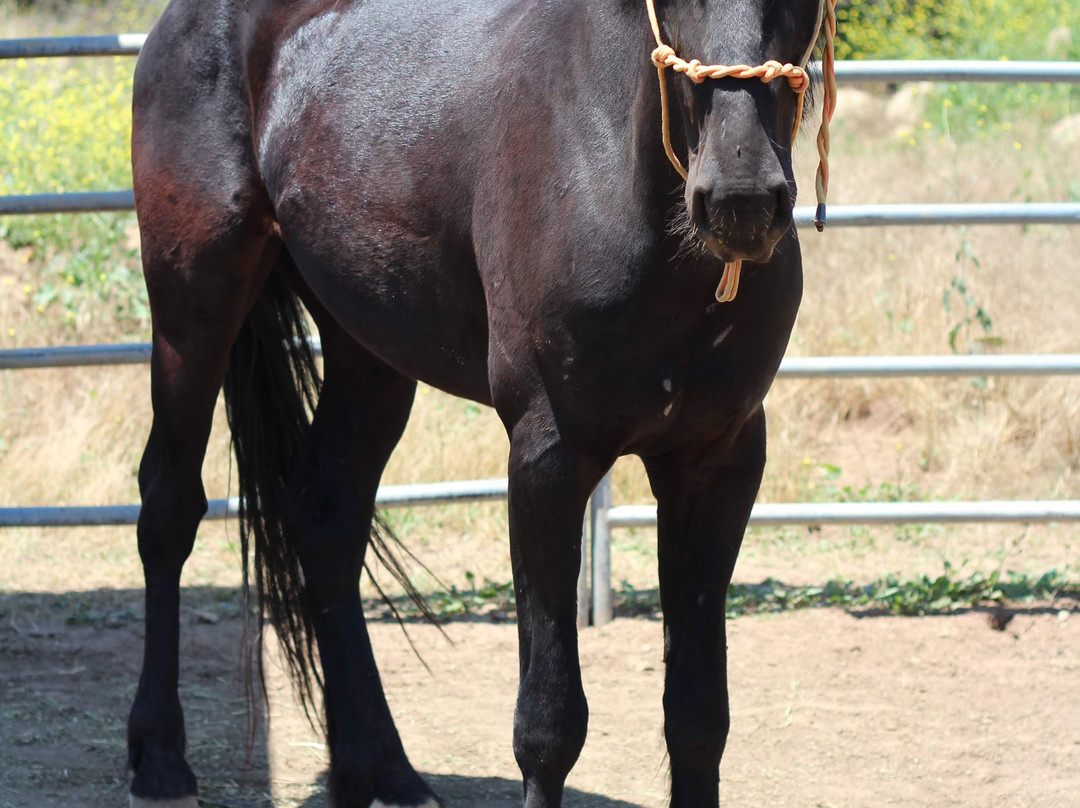 American Legend Mustang-奥海必去景点