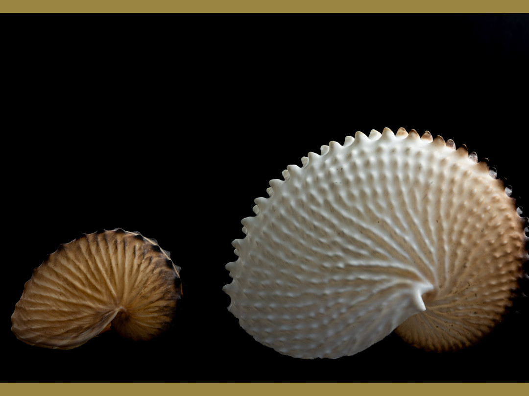 Glossus Humanus, Shell Museum Cavtat景点图片