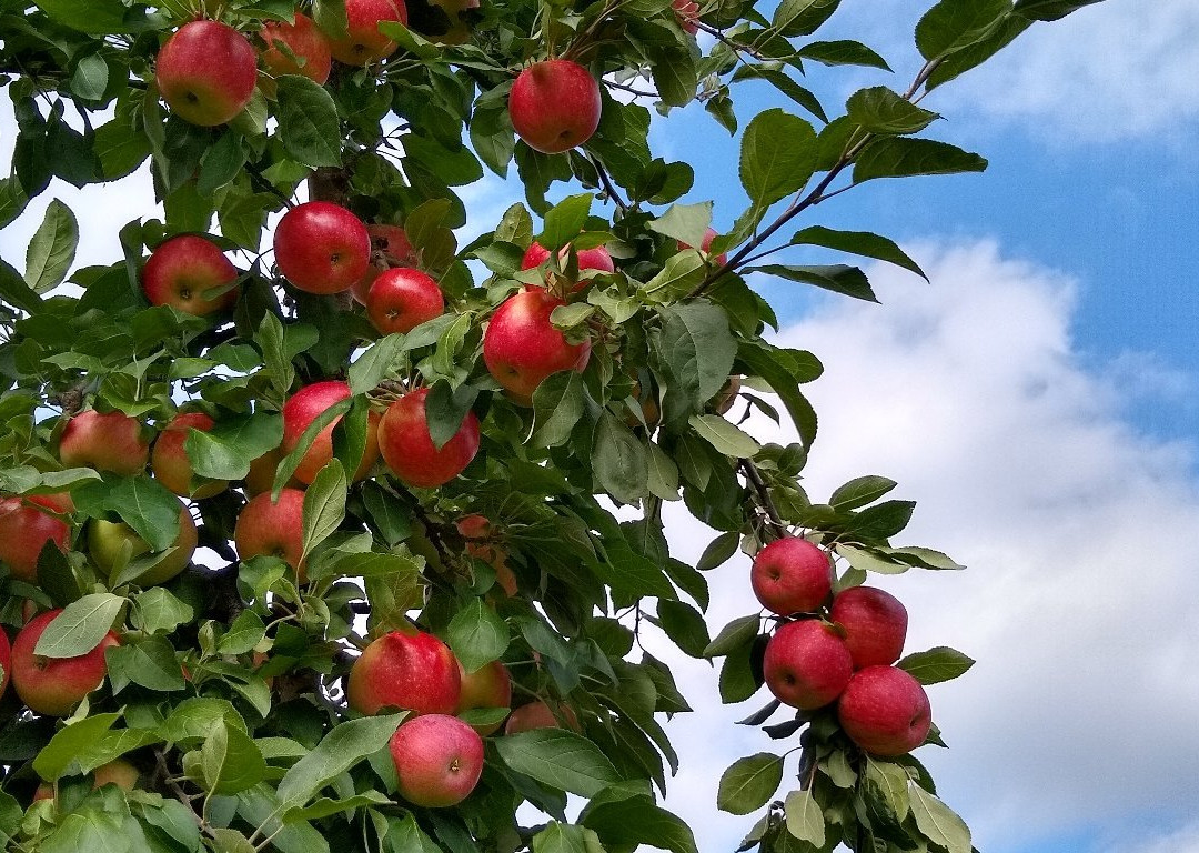 Whitter Fruit Farm景点图片