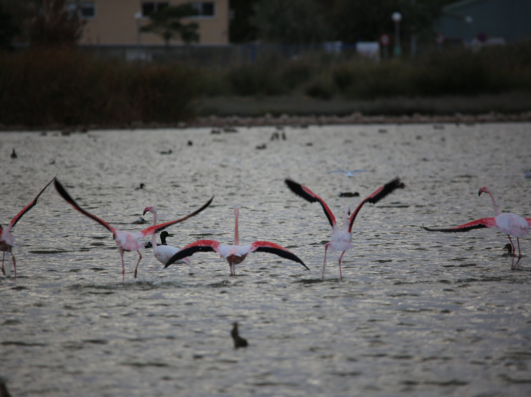 Laguna Navaseca景点图片