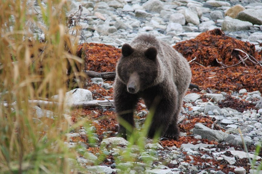 Haines Borough Public Library-海恩斯必去景点